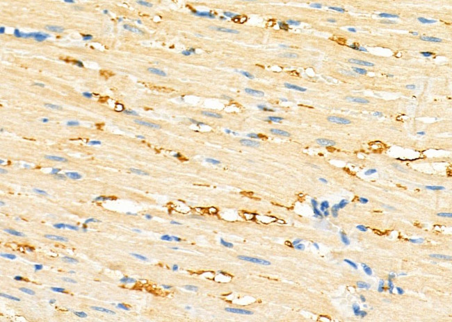 GNG8 Antibody in Immunohistochemistry (Paraffin) (IHC (P))