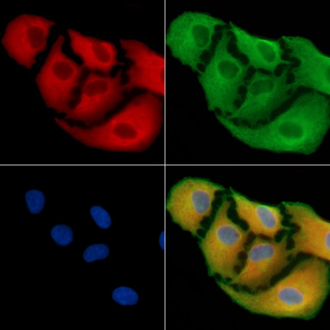 GPLD1 Antibody in Immunocytochemistry (ICC/IF)