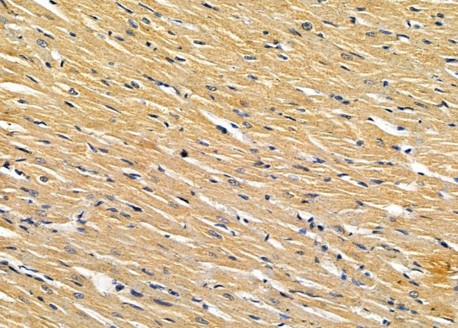 GPLD1 Antibody in Immunohistochemistry (Paraffin) (IHC (P))