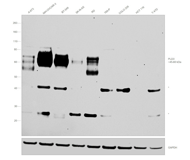 PLD3 Antibody in Western Blot (WB)