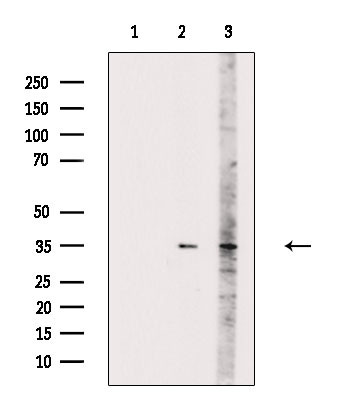 PLSCR1 Antibody in Western Blot (WB)