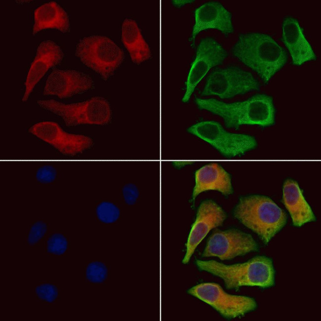 SLC4A7 Antibody in Immunocytochemistry (ICC/IF)