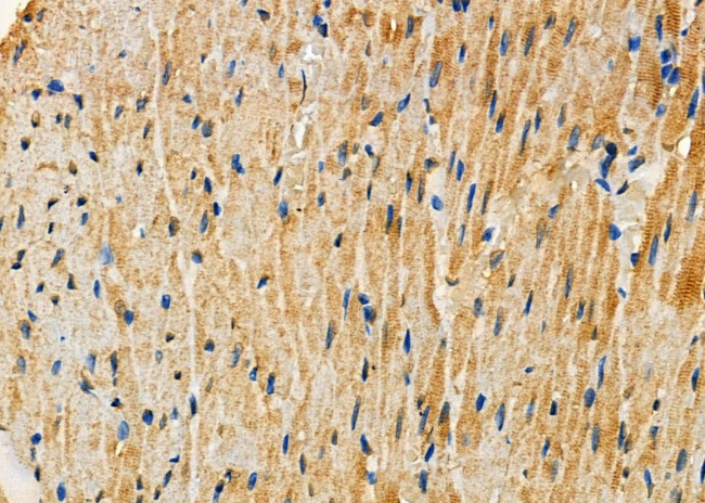 SLC8A1 Antibody in Immunohistochemistry (Paraffin) (IHC (P))