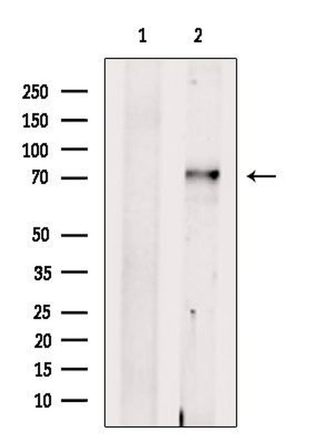 SLC24A2 Antibody in Western Blot (WB)