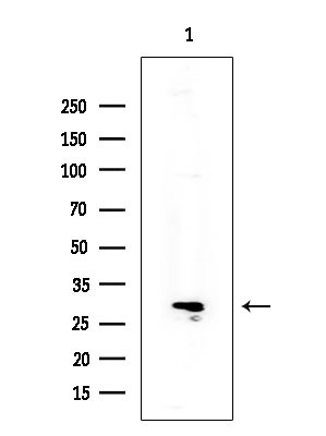 CD178 Antibody in Western Blot (WB)