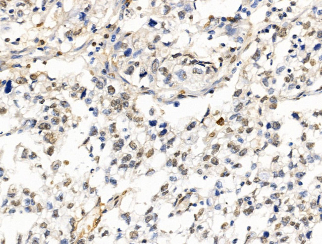 HDAC7 Antibody in Immunohistochemistry (Paraffin) (IHC (P))