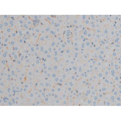 Phospho-ERK1/ERK2 (Thr202, Tyr204) Antibody in Immunohistochemistry (Paraffin) (IHC (P))