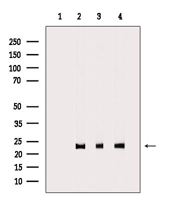 MRPL48 Antibody in Western Blot (WB)