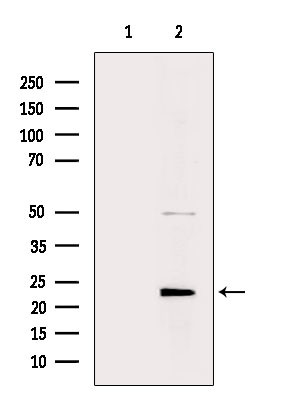 MRPL48 Antibody in Western Blot (WB)