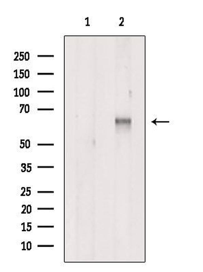 ARL13B Antibody in Western Blot (WB)