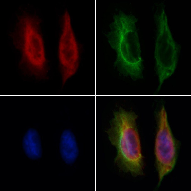 Staufen Antibody in Immunocytochemistry (ICC/IF)