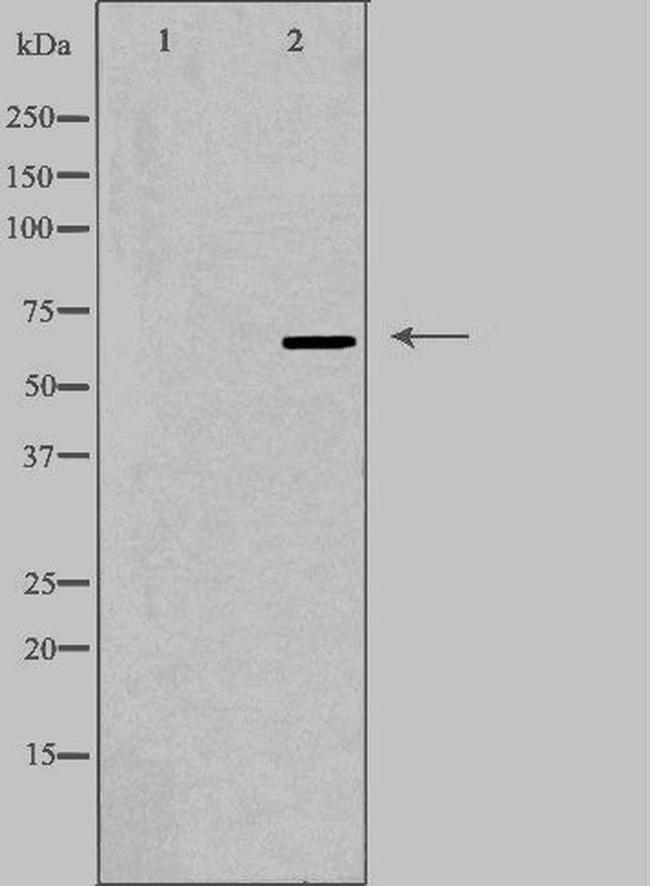 TOR1AIP1 Antibody in Western Blot (WB)