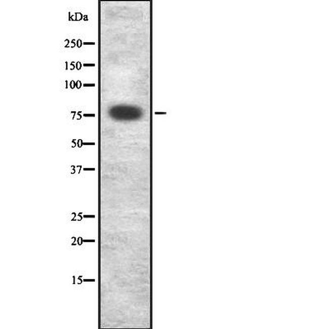 CRTC3 Antibody in Western Blot (WB)