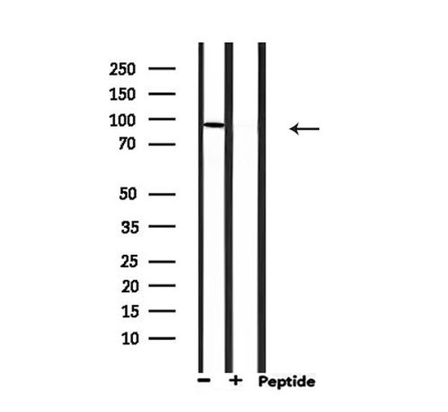 MCM5 Antibody in Western Blot (WB)