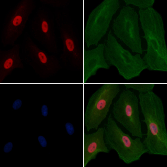 CCNL1 Antibody in Immunocytochemistry (ICC/IF)