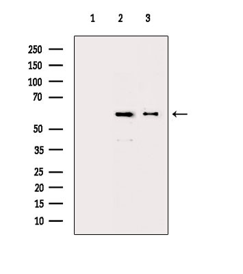 CCNL1 Antibody in Western Blot (WB)