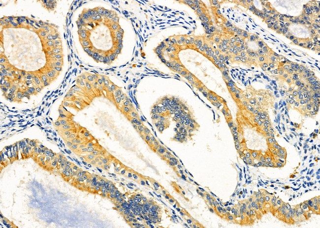 COX19 Antibody in Immunohistochemistry (Paraffin) (IHC (P))