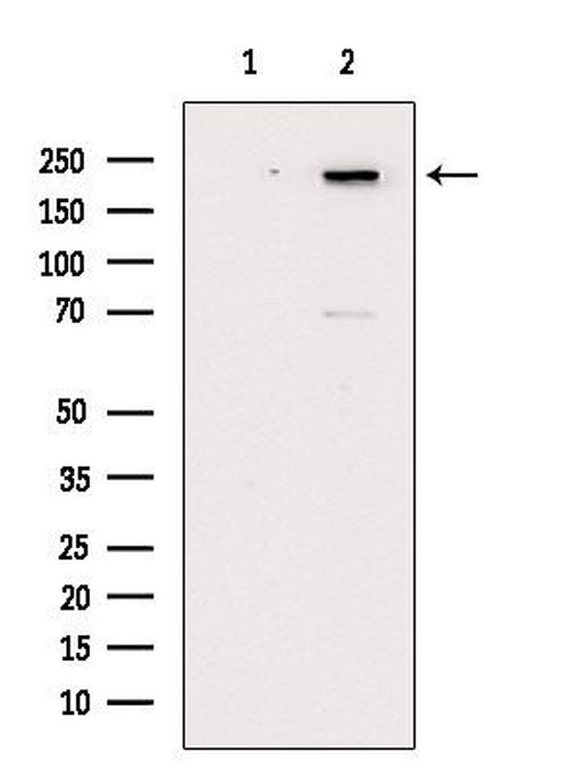 Phospho-Afadin (Ser1799) Antibody in Western Blot (WB)
