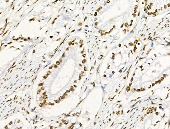 Phospho-RUNX1 (Ser249) Antibody in Immunohistochemistry (Paraffin) (IHC (P))