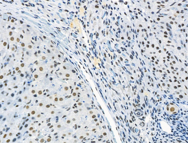 Phospho-RUNX1 (Ser249) Antibody in Immunohistochemistry (Paraffin) (IHC (P))