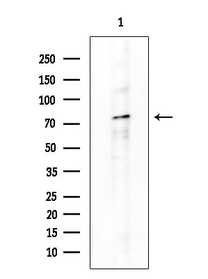 Phospho-ATG13 (Ser355) Antibody in Western Blot (WB)