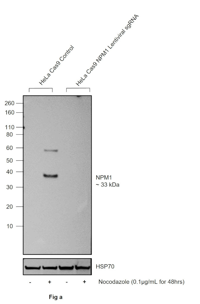 Phospho-NPM1 (Thr95) Antibody in Western Blot (WB)