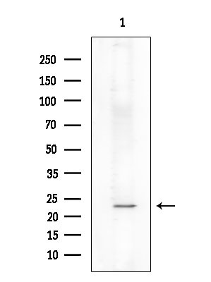 Phospho-TPT1 (Ser46) Antibody in Western Blot (WB)