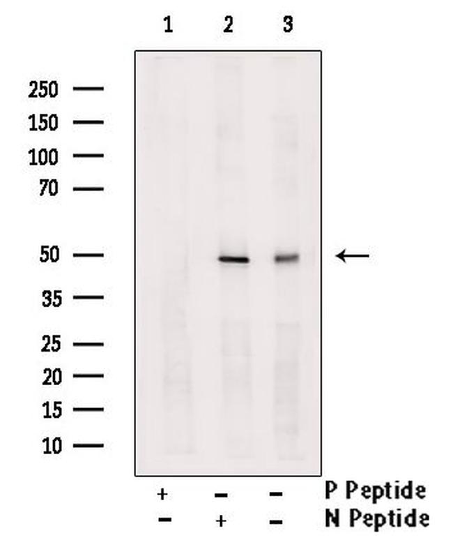 Phospho-WIPI2 (Ser413) Antibody in Western Blot (WB)
