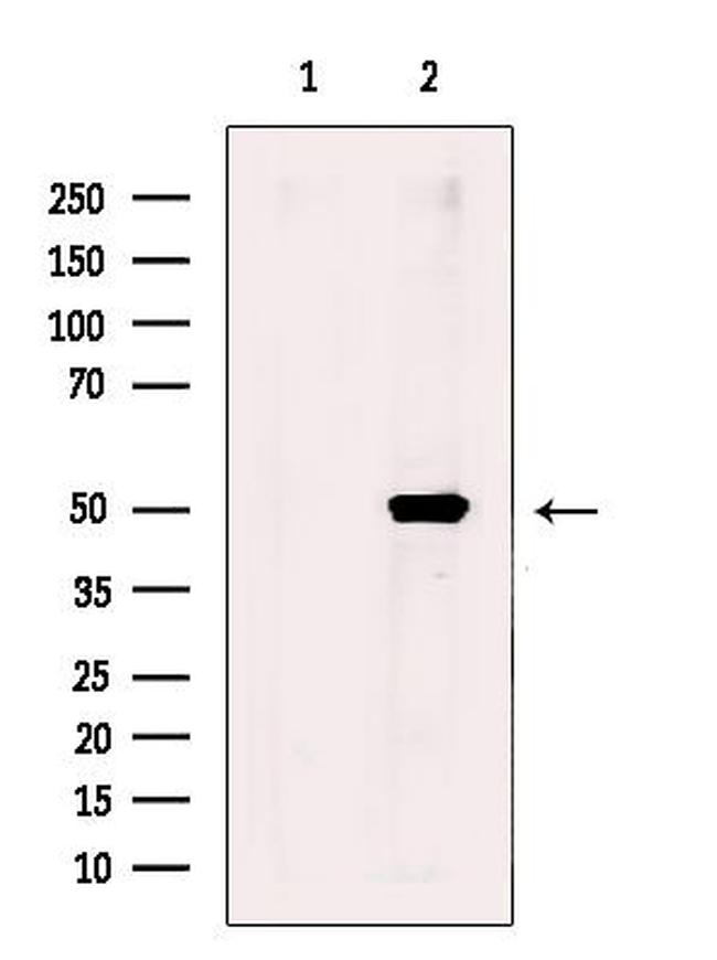 WIPI2 Antibody in Western Blot (WB)