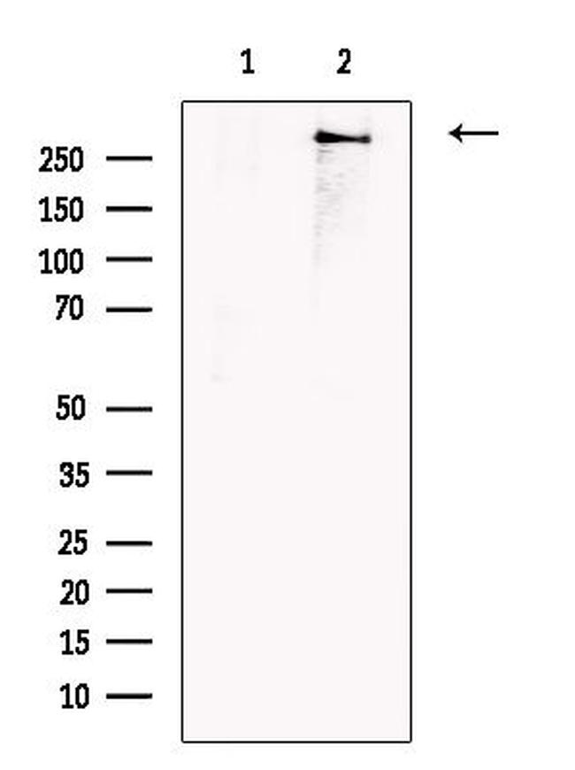 VWF Antibody in Western Blot (WB)