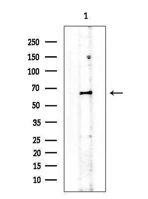 Phospho-Chk1 (Ser286) Antibody in Western Blot (WB)