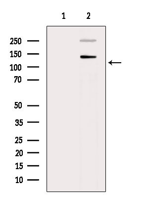 Phospho-Amyloid Precursor Protein (Thr743) Antibody in Western Blot (WB)