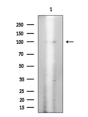 Phospho-INSR (Tyr1355) Antibody in Western Blot (WB)
