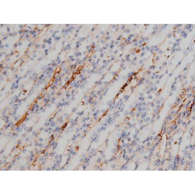 Phospho-NPM1 (Thr199) Antibody in Immunohistochemistry (Paraffin) (IHC (P))