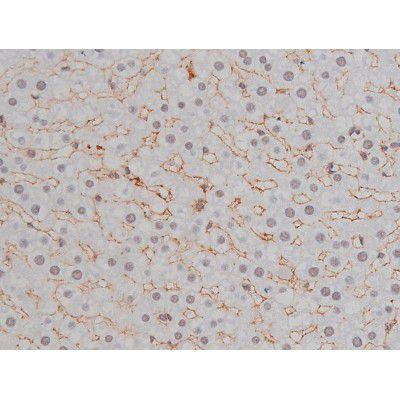 Phospho-NPM1 (Thr199) Antibody in Immunohistochemistry (Paraffin) (IHC (P))