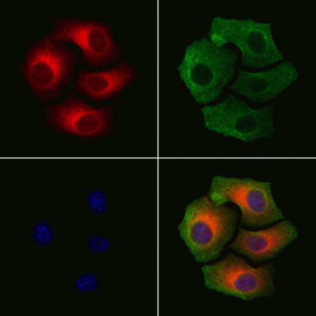 Phospho-Connexin 43 (Ser368) Antibody in Immunocytochemistry (ICC/IF)