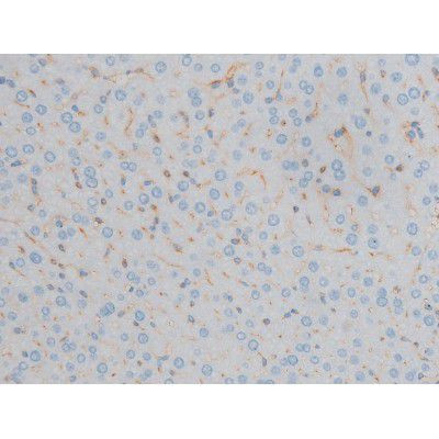 Phospho-Connexin 43 (Ser368) Antibody in Immunohistochemistry (Paraffin) (IHC (P))