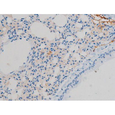 Phospho-Connexin 43 (Ser368) Antibody in Immunohistochemistry (Paraffin) (IHC (P))