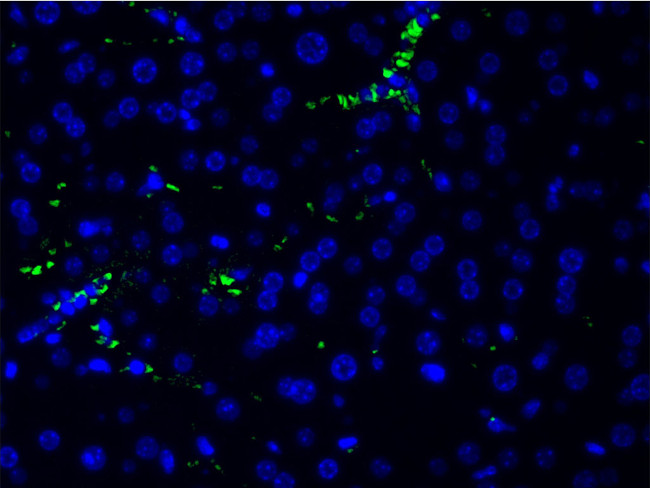 Phospho-PI3K p85 alpha (Tyr607) Antibody in Immunohistochemistry (Frozen) (IHC (F))