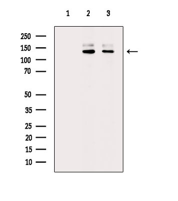 Phospho-SOS1 (Ser1082) Antibody in Western Blot (WB)