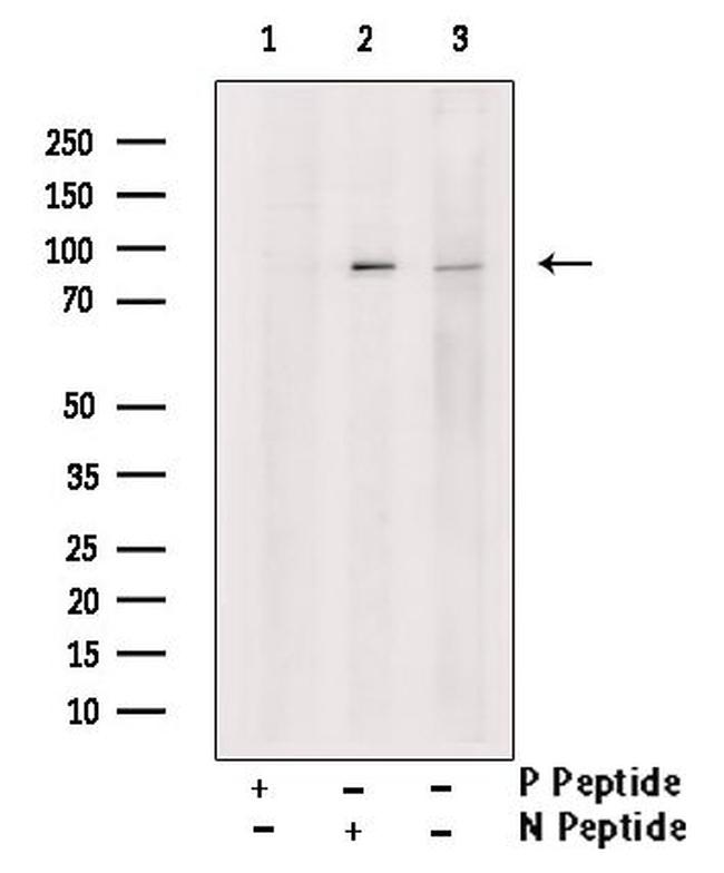 Phospho-PI3K p85 alpha (Tyr580) Antibody in Western Blot (WB)