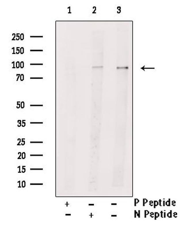 Phospho-TrkA/TrkB (Tyr785, Tyr816) Antibody in Western Blot (WB)