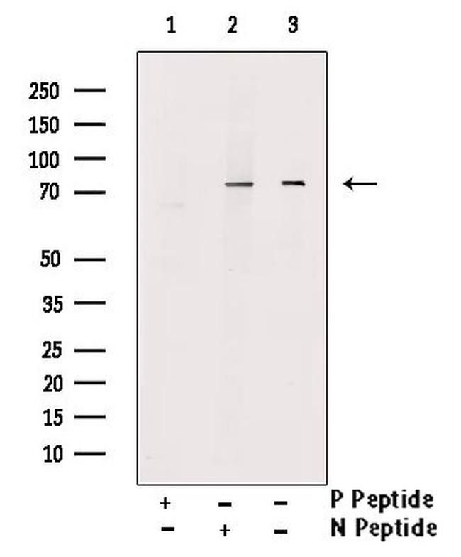 Phospho-NR4A1 (Ser351) Antibody in Western Blot (WB)