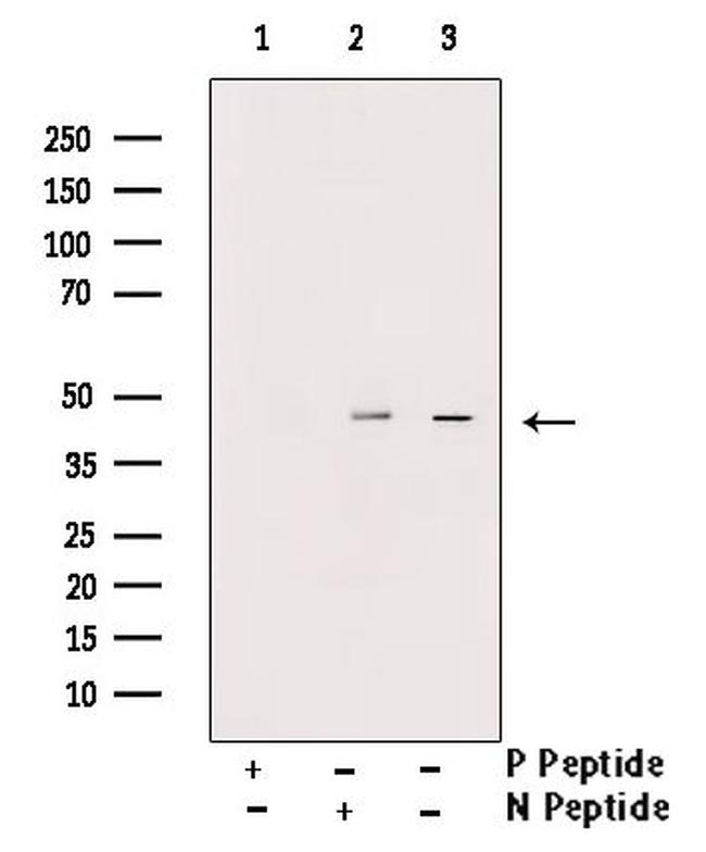 Phospho-Rad52 (Tyr104) Antibody in Western Blot (WB)