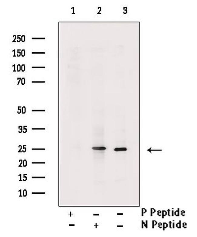 Phospho-MOB4A (Thr12) Antibody in Western Blot (WB)