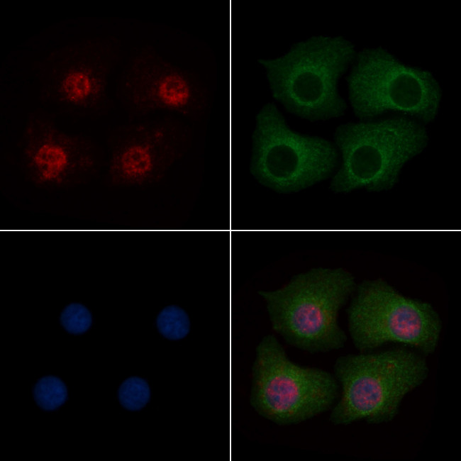 Phospho-MOB4A (Thr35) Antibody in Immunocytochemistry (ICC/IF)