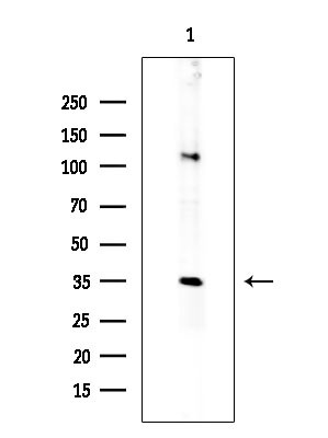 MOB4A Antibody in Western Blot (WB)