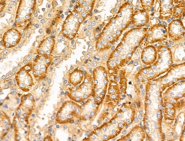 DCT Antibody in Immunohistochemistry (Paraffin) (IHC (P))