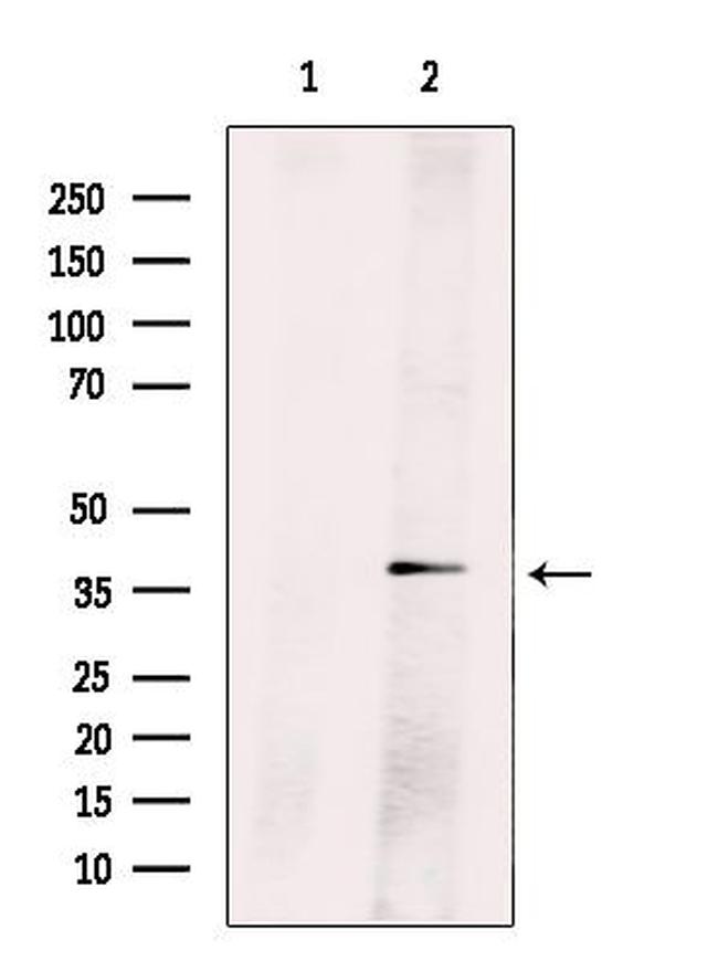 Cyclin H Antibody in Western Blot (WB)