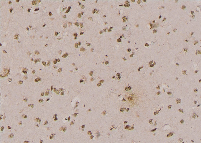 Phospho-N-WASP (Tyr256) Antibody in Immunohistochemistry (Paraffin) (IHC (P))